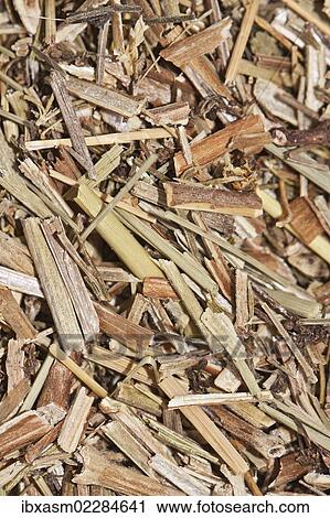 "Bedstraw tea, organic tea, also used as an acidifier to make cheese" View Large Photo Image Stock Image - "Bedstraw tea, organic tea, also used as an acidifier to make cheese". Fotosearch