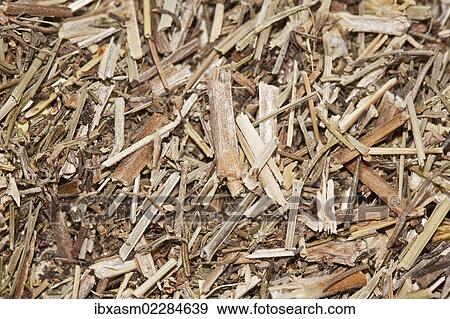 "Bedstraw tea, organic tea, also used as an acidifier to make cheese" View Large Photo Image Stock Photo - "Bedstraw tea, organic tea, also used as an acidifier to make cheese". Fotosearch