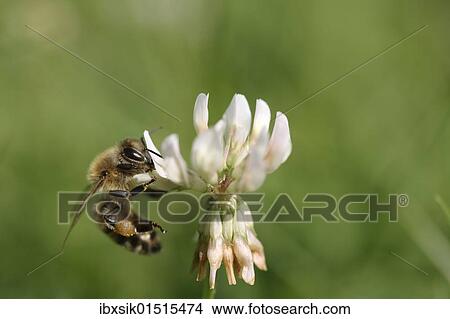 Bee (Apiforme) on a white clover flower View Large Photo Image Picture - Bee (Apiforme) on a white clover flower. Fotosearch