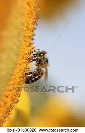 Bee (Apiformes) on a sunflower (Helantus) View Large Photo Image Stock Photograph - Bee (Apiformes) on a sunflower (Helantus). Fotosearch