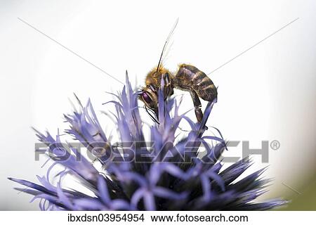 "Bee (Apis) collecting pollen on a globe thistle (Echinops), Germany, Europe" View Large Photo Image Picture - "Bee (Apis) collecting pollen on a globe thistle (Echinops), Germany, Europe". Fotosearch