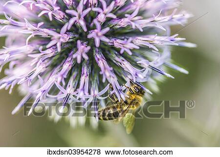 Stock Photo - "Bee (Apis) collecting pollen on a globe thistle (Echinops), Germany, Europe". Fotosearch