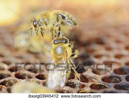 Bee (Apis mellifera var. Carnca) on wachs comb attacking outsider bee View Large Photo Image Stock Image - Bee (Apis mellifera var. Carnca) on wachs comb attacking outsider bee. Fotosearch