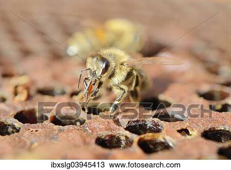 Bee (Apis mellifera var. Nica) on comb with capped brood combs cleaning her tongue View Large Photo Image Stock Image - Bee (Apis mellifera var. Nica) on comb with capped brood combs cleaning her tongue. Fotosearch