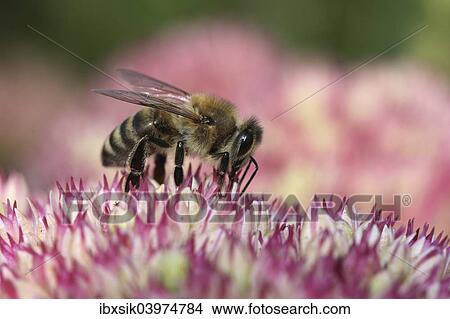 "Bee (Apis sp. ), Baden-Wurttemberg, Germany, Europe" View Large Photo Image Picture - "Bee (Apis sp. ), Baden-Wurttemberg, Germany, Europe". Fotosearch