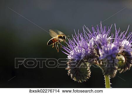 "Bee (Apis sp. ), on a purple flower, Phacelia, Scorpionweed or Heliotrope (Phacelia sp. ), Baden-Wuerttemberg, Germany, Europe" View Large Photo Image Picture - "Bee (Apis sp. ), on a purple flower, Phacelia, Scorpionweed or Heliotrope (Phacelia sp. ), Baden-Wuerttemberg, Germany, Europe". Fotosearch