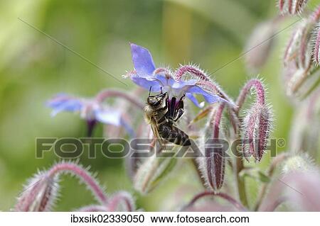 "Bee (Apis sp. ) on Borage (Borago officinalis), Baden-Wuerttemberg, Germany, Europe" View Large Photo Image Stock Image - "Bee (Apis sp. ) on Borage (Borago officinalis), Baden-Wuerttemberg, Germany, Europe". Fotosearch