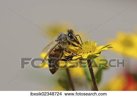"Bee (Apis sp. ) on Creeping Zinnia (Sanvitalia procumbens solaris), Baden-Wuerttemberg, Germany, Europe" View Large Photo Image Picture - "Bee (Apis sp. ) on Creeping Zinnia (Sanvitalia procumbens solaris), Baden-Wuerttemberg, Germany, Europe". Fotosearch