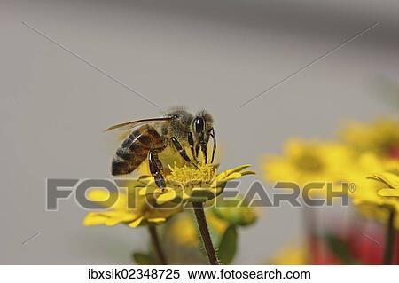 "Bee (Apis sp. ) on Creeping Zinnia (Sanvitalia procumbens solaris), Baden-Wuerttemberg, Germany, Europe" View Large Photo Image Stock Photography - "Bee (Apis sp. ) on Creeping Zinnia (Sanvitalia procumbens solaris), Baden-Wuerttemberg, Germany, Europe". Fotosearch