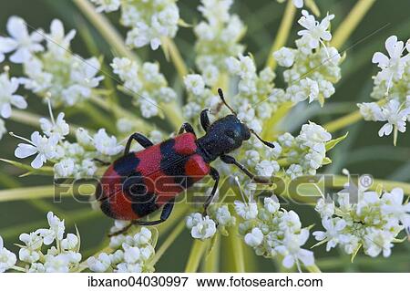 Stock Photo - "Bee beetle (Trichodes apiarius), Burgenland, Austria, Europe". Fotosearch
