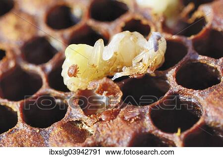"Bee colony infested with Varroa Honey Bee Mites (Varroa destructor, syn. Jacobsoni), mite on a Bee larva (Apis mellifera var carnica), other mites crawling out of a honeycomb cell with the dead larva, Bavaria, Germany, Europe" View Large Photo Image Stock Image - "Bee colony infested with Varroa Honey Bee Mites (Varroa destructor, syn. Jacobsoni), mite on a Bee larva (Apis mellifera var carnica), other mites crawling out of a honeycomb cell with the dead larva, Bavaria, Germany, Europe". Fotosearch