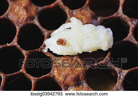 "Bee colony infested with Varroa Honey Bee Mites (Varroa destructor, syn. Jacobsoni), mite on a Bee larva (Apis mellifera var carnica), Bavaria, Germany, Europe" View Large Photo Image Stock Image - "Bee colony infested with Varroa Honey Bee Mites (Varroa destructor, syn. Jacobsoni), mite on a Bee larva (Apis mellifera var carnica), Bavaria, Germany, Europe". Fotosearch