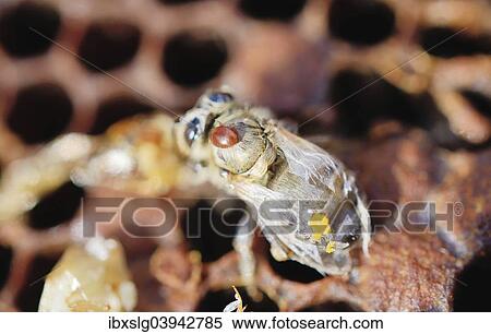 "Bee colony infested with Varroa Honey Bee Mites (Varroa destructor, syn. Jacobsoni), mite on a newly emerged, deformed Bee (Apis mellifera var carnica), next to dead larvae, Bavaria, Germany, Europe" View Large Photo Image Stock Photography - "Bee colony infested with Varroa Honey Bee Mites (Varroa destructor, syn. Jacobsoni), mite on a newly emerged, deformed Bee (Apis mellifera var carnica), next to dead larvae, Bavaria, Germany, Europe". Fotosearch