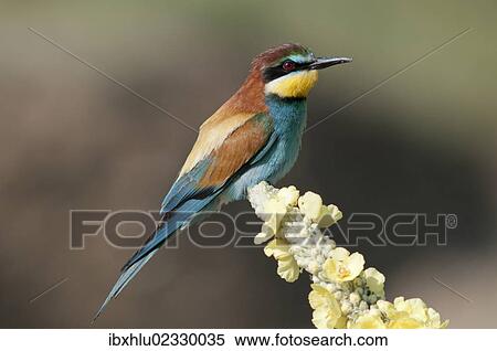 "Bee-eater (Merops apiaster) on mullein flower, Lake Kerkini region, Greece, Europe" View Large Photo Image Stock Photography - "Bee-eater (Merops apiaster) on mullein flower, Lake Kerkini region, Greece, Europe". Fotosearch