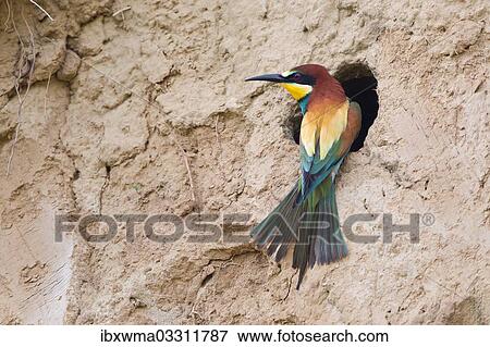 "Bee-eater (Merops apiaster) perched outside breeding tube, Saxony-Anhalt, Germany, Europe" View Large Photo Image Stock Photo - "Bee-eater (Merops apiaster) perched outside breeding tube, Saxony-Anhalt, Germany, Europe". Fotosearch