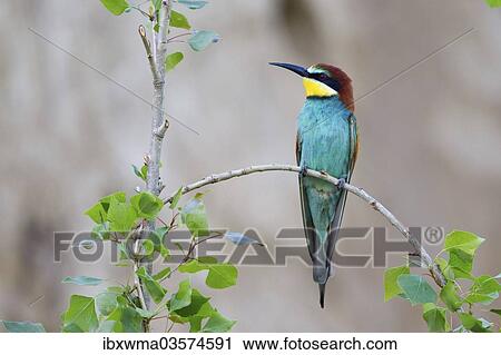 "Bee-eater (Merops apiaster) sitting on twig, Saxony-Anhalt, Germany, Europe" View Large Photo Image Stock Image - "Bee-eater (Merops apiaster) sitting on twig, Saxony-Anhalt, Germany, Europe". Fotosearch
