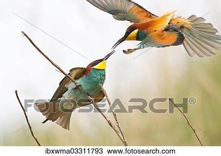 "Bee-eater (Merops apiaster) approaching a twig, Saxony-Anhalt, Germany, Europe" View Large Photo Image Stock Image - "Bee-eater (Merops apiaster) approaching a twig, Saxony-Anhalt, Germany, Europe". Fotosearch