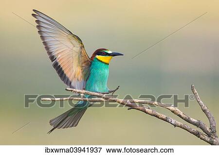 "Bee-eater (Merops apiaster) approaching twig, Burgenland, Austria, Europe" View Large Photo Image Stock Photo - "Bee-eater (Merops apiaster) approaching twig, Burgenland, Austria, Europe". Fotosearch