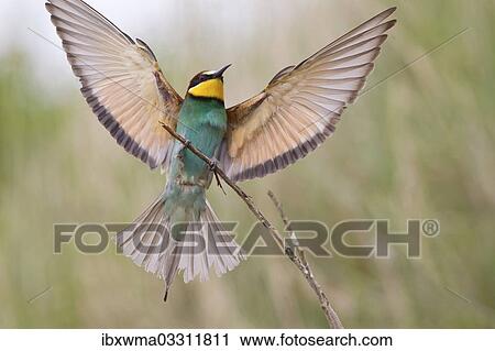 "Bee-eater (Merops apiaster) with spread wings perched on a twig, Saxony-Anhalt, Germany, Europe" View Large Photo Image Stock Image - "Bee-eater (Merops apiaster) with spread wings perched on a twig, Saxony-Anhalt, Germany, Europe". Fotosearch