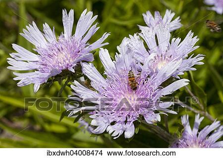 Picture - Bee on Stokes' Aster (Stokesia laevis). Fotosearch