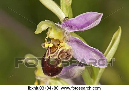 "Bee Orchid (Ophrys apivera), single flower, Neresheim, Baden-Wurttemberg, Germany, Europe" View Large Photo Image Stock Image - "Bee Orchid (Ophrys apivera), single flower, Neresheim, Baden-Wurttemberg, Germany, Europe". Fotosearch