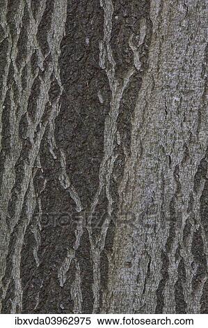 "Beech bark (Fagus sylvatica), Germany, Europe" View Large Photo Image Stock Photography - "Beech bark (Fagus sylvatica), Germany, Europe". Fotosearch