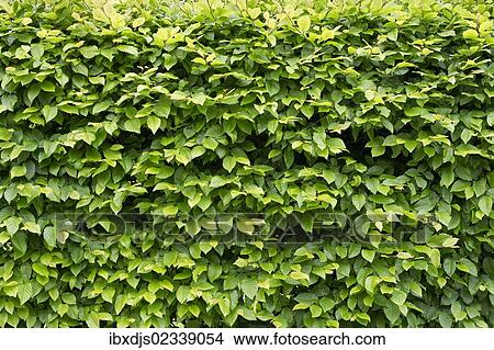 Picture - Beech (Fagus sp. ) hedge. Fotosearch
