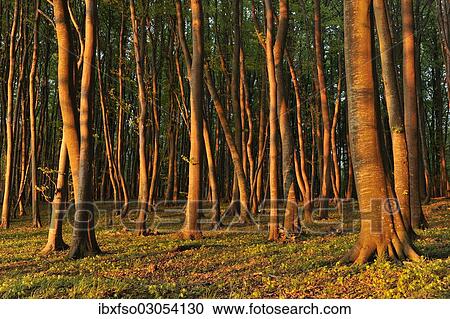 "Beech (Fagus sylvatica) forest in the early morning light, UNESCO World Natural Heritage Site, Jasmund National Park, Rugen, Mecklenburg-Western Pomerania, Germany, Europe" View Large Photo Image Stock Image - "Beech (Fagus sylvatica) forest in the early morning light, UNESCO World Natural Heritage Site, Jasmund National Park, Rugen, Mecklenburg-Western Pomerania, Germany, Europe". Fotosearch