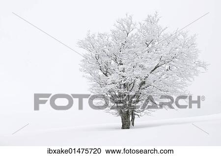 "Beech (Fagus sylvatica) on a pasture in fog and snow, winter, Mt. Schauinsland, Black Forest, Baden-Wuerttemberg, Germany, Europe" View Large Photo Image Stock Image - "Beech (Fagus sylvatica) on a pasture in fog and snow, winter, Mt. Schauinsland, Black Forest, Baden-Wuerttemberg, Germany, Europe". Fotosearch