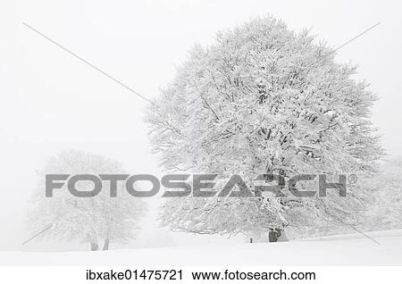 "Beech (Fagus sylvatica) on a pasture in fog and snow, winter, Mt. Schauinsland, Black Forest, Baden-Wuerttemberg, Germany, Europe" View Large Photo Image Stock Image - "Beech (Fagus sylvatica) on a pasture in fog and snow, winter, Mt. Schauinsland, Black Forest, Baden-Wuerttemberg, Germany, Europe". Fotosearch