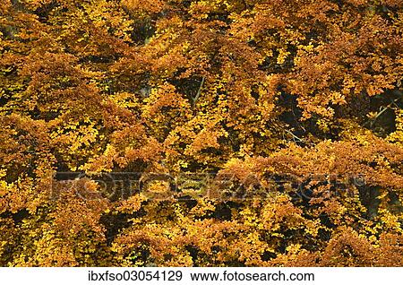 "Beech (Fagus sylvatica) trees in autumn colours, UNESCO World Natural Heritage Site, Nationalpark Hainich, Thuringia, Germany, Europe" View Large Photo Image Stock Photo - "Beech (Fagus sylvatica) trees in autumn colours, UNESCO World Natural Heritage Site, Nationalpark Hainich, Thuringia, Germany, Europe". Fotosearch