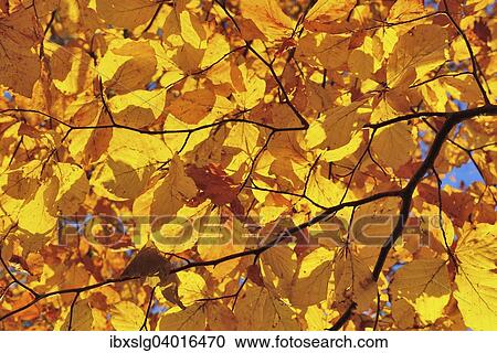 "Beech (Fagus sylvatica) with yellow autumn leaves, Germany, Europe" View Large Photo Image Stock Image - "Beech (Fagus sylvatica) with yellow autumn leaves, Germany, Europe". Fotosearch