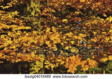 "Beech (Fagus sylvatica) with yellow autumn leaves, Germany, Europe" View Large Photo Image Stock Photo - "Beech (Fagus sylvatica) with yellow autumn leaves, Germany, Europe". Fotosearch