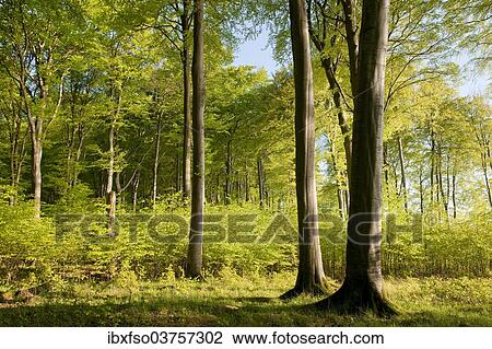 "Beech forest, European Beeches or Common Beeches (Fagus sylvatica), in spring, Jasmund National Park, Rugen, Mecklenburg-Western Pomerania, Germany, Europe" View Large Photo Image Stock Image - "Beech forest, European Beeches or Common Beeches (Fagus sylvatica), in spring, Jasmund National Park, Rugen, Mecklenburg-Western Pomerania, Germany, Europe". Fotosearch