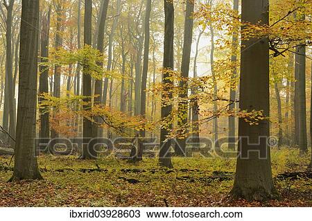 "Beech forest (Fagus sylvatica) in autumn fog, Kamp-Lintfort, Lower Rhine region, North Rhine-Westphalia, Germany, Europe" View Large Photo Image Stock Image - "Beech forest (Fagus sylvatica) in autumn fog, Kamp-Lintfort, Lower Rhine region, North Rhine-Westphalia, Germany, Europe". Fotosearch