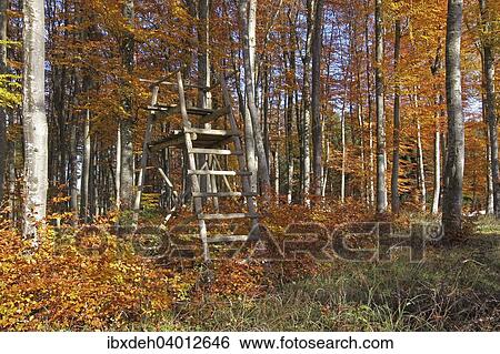 "Beech forest (Fagus sylvatica) in autumn colours, Allgau, Bavaria, Germany, Europe" View Large Photo Image Stock Photograph - "Beech forest (Fagus sylvatica) in autumn colours, Allgau, Bavaria, Germany, Europe". Fotosearch