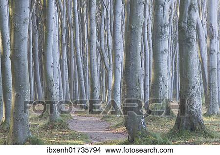 "Beech forest (Fagus sylvatica), Nienhagen, Mecklenburg-Western Pomerania, Germany, Europe" View Large Photo Image Picture - "Beech forest (Fagus sylvatica), Nienhagen, Mecklenburg-Western Pomerania, Germany, Europe". Fotosearch