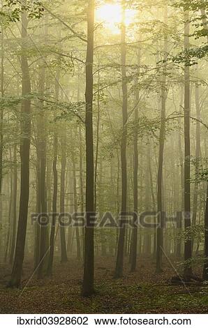 "Beech forest (Fagus sylvatica), Sonsbeck, Lower Rhine region, North Rhine-Westphalia, Germany, Europe" View Large Photo Image Stock Image - "Beech forest (Fagus sylvatica), Sonsbeck, Lower Rhine region, North Rhine-Westphalia, Germany, Europe". Fotosearch