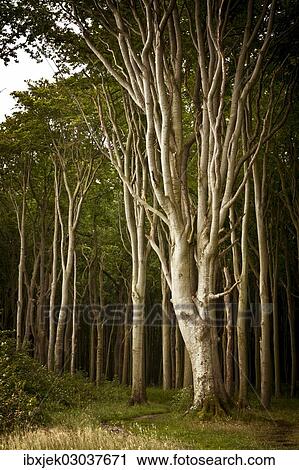 "Beech forest, ghost forest, Nienhagen, Mecklenburg-Western Pomerania, Germany, Europe" View Large Photo Image Stock Image - "Beech forest, ghost forest, Nienhagen, Mecklenburg-Western Pomerania, Germany, Europe". Fotosearch