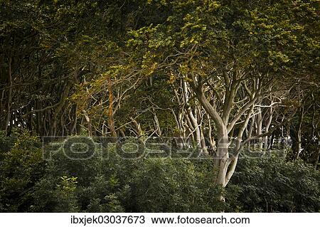 Stock Image - "Beech forest, ghost forest, Nienhagen, Mecklenburg-Western Pomerania, Germany, Europe". Fotosearch