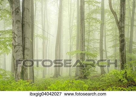 "Beech forest, Horni Nemci, Bile Karpaty Protected Landscape Area, White Carpathian Mountains, Czech Republic, Europe" View Large Photo Image Stock Photo - "Beech forest, Horni Nemci, Bile Karpaty Protected Landscape Area, White Carpathian Mountains, Czech Republic, Europe". Fotosearch