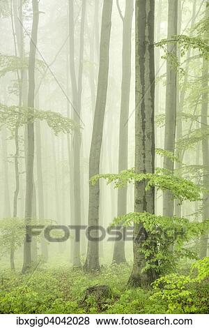"Beech forest, Horni Nemci, Bile Karpaty Protected Landscape Area, White Carpathian Mountains, Czech Republic, Europe" View Large Photo Image Stock Photo - "Beech forest, Horni Nemci, Bile Karpaty Protected Landscape Area, White Carpathian Mountains, Czech Republic, Europe". Fotosearch