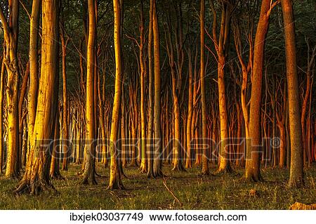 "Beech forest in evening light, ghost forest, Nienhagen, Mecklenburg-Western Pomerania, Germany, Europe" View Large Photo Image Stock Photo - "Beech forest in evening light, ghost forest, Nienhagen, Mecklenburg-Western Pomerania, Germany, Europe". Fotosearch