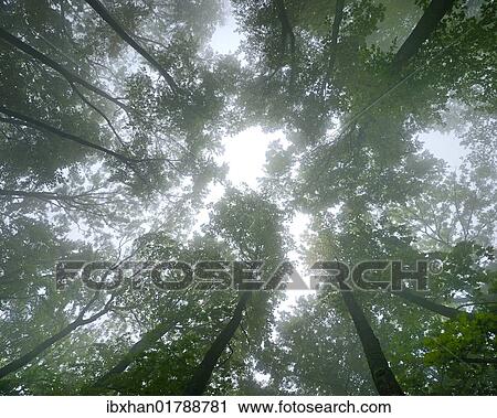 "Beech forest in fog, bottom view, Arnstein, Lower Austria, Austria, Europe" View Large Photo Image Stock Image - "Beech forest in fog, bottom view, Arnstein, Lower Austria, Austria, Europe". Fotosearch