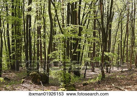 "Beech forest in spring, Franconian Switzerland, Upper Franconia, Franconia, Bavaria, Germany, Europe" View Large Photo Image Stock Image - "Beech forest in spring, Franconian Switzerland, Upper Franconia, Franconia, Bavaria, Germany, Europe". Fotosearch