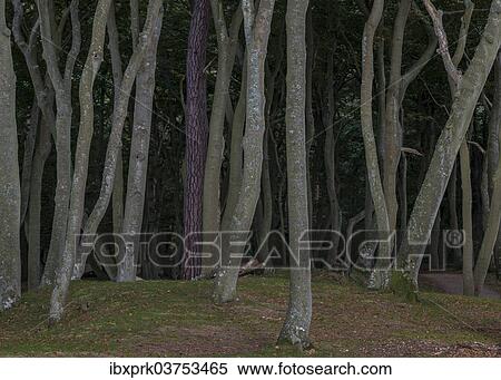 "Beech forest with a solitary conifer, Darss Forest, mystical moody lighting, Prerow, Fischland-Darss-Zingst, Mecklenburg-Western Pomerania, Germany, Europe" View Large Photo Image Stock Photography - "Beech forest with a solitary conifer, Darss Forest, mystical moody lighting, Prerow, Fischland-Darss-Zingst, Mecklenburg-Western Pomerania, Germany, Europe". Fotosearch
