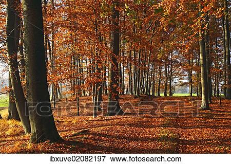 "Beech grove with autumn-coloured leaves, European Beech (Fagus sylvatica)" View Large Photo Image Stock Photo - "Beech grove with autumn-coloured leaves, European Beech (Fagus sylvatica)". Fotosearch