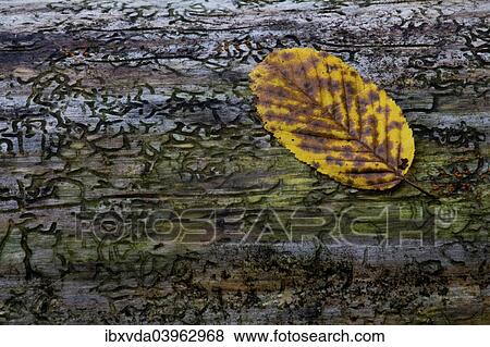Stock Photo - "Beech leaf (Fagus sylvatica) on dead wood, Germany, Europe". Fotosearch