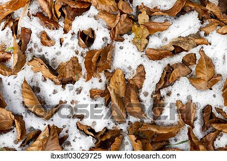 Beech leaves covered with snow View Large Photo Image Stock Photography - Beech leaves covered with snow. Fotosearch