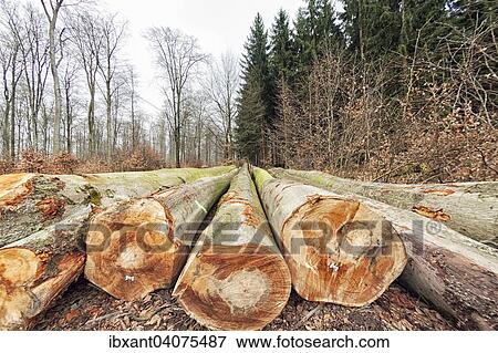 "Beech logs (Fagus) in winter, North Rhine-Westphalia, Germany, Europe" View Large Photo Image Stock Photo - "Beech logs (Fagus) in winter, North Rhine-Westphalia, Germany, Europe". Fotosearch